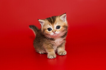 Small and curious red kitten