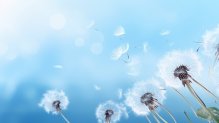 Obraz premium Dandelion seeds dispersing in the air against a soft blue background with bokeh effects.