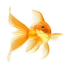 gold fish isolated on white