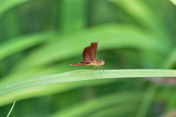Neurothemis terminata sitting on a green branch on Phuket island in Thailand