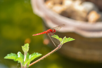 Neurothemis terminata sitting on a green branch on Phuket island in Thailand