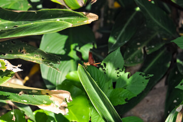 Neurothemis terminata sitting on a green branch on Phuket island in Thailand