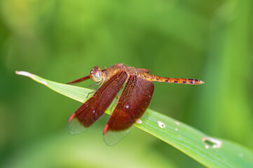 Neurothemis terminata sitting on a green branch on Phuket island in Thailand