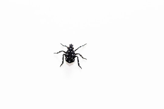 spotted lantern fly nymph on white background macro image extreme closeup