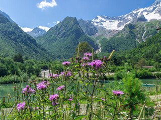 Fototapeta premium Nature in the mountains in summer. Wildflowers in summer on the background of snow-capped mountains. Flowering plants in the highlands. Mountain landscape. An environmentally friendly environment.