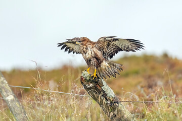 Buzzard juvenile, Buteo buteo, perched on a post in the uk, close up