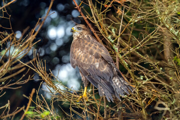 Buzzard juvenile, Buteo buteo, perched on a branch in a forest, close up in the uk