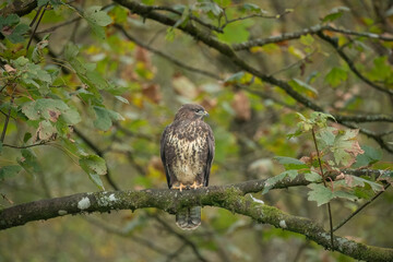 Buzzard juvenile, Buteo buteo, perched on a branch in a forest, in the uk