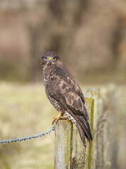 Buzzard, Buteo buteo perched on a branch in a forest the uk, close up
