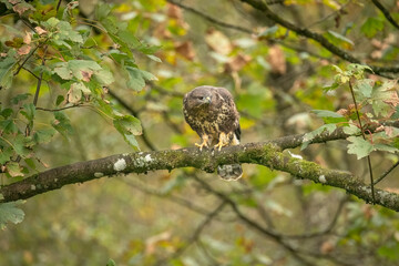 Buzzard, Buteo buteo perched on a branch in a forest the uk, close up