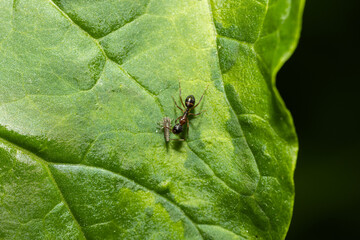 extreme close up of ant hunting for food on green leaf on a hot summer morning