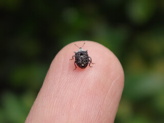 Figwort weevil (Cionus scrophulariae) walking on a human finger