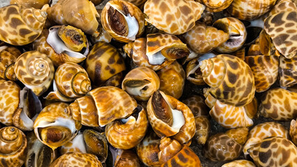 Sweet clams in the restaurant for background