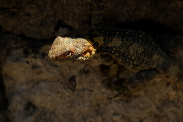 lizard on the rock iguana closeup head