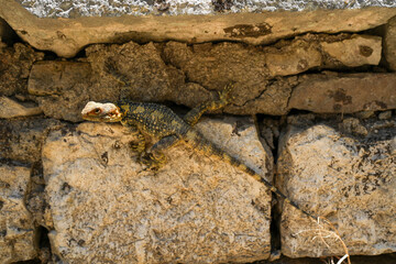 lizard on the rock iguana closeup