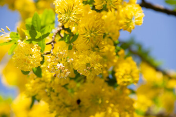 sonnig gelbe und feine Blüten-Rispen in schwindelnder Höhe