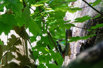 versteckt! Buntspecht bei der Fütterung am Baum