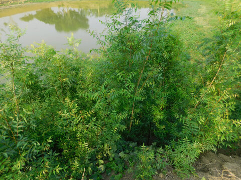 There is a beautiful green neem tree in the garden