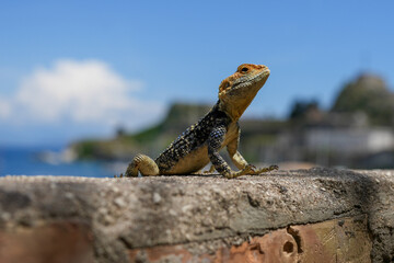 lizard on the rock iguana closeup