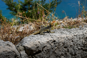 lizard on the rock iguana closeup