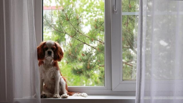 A puppy on the windowsill looks out the window waiting for its owners