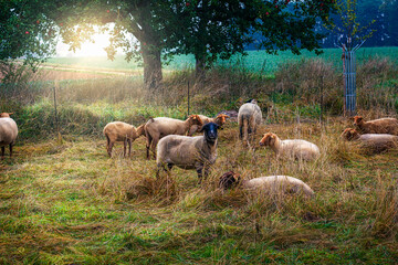 schafe auf der weide im grünen gras bei strahlendem sonnenschein