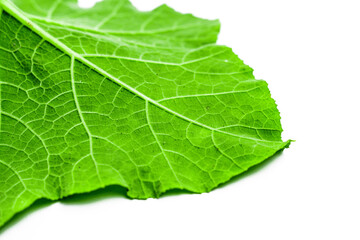 Pumpkin leaves isolated on white background