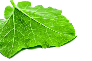 Pumpkin leaves isolated on white background