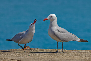 Closeup of seagulls standing near water on the ground