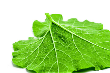Pumpkin leaves isolated on white background