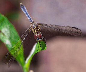 Blue dasher, a species of Skimmers(Libellulidae) (Pachydiplax longipennis). Also known as: Blue pirate, Swift long-winged skimmer.

