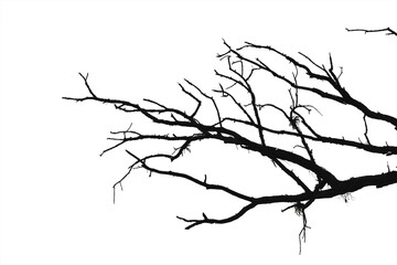 Dead branches , Silhouette dead tree or dry tree on white background with clipping path.