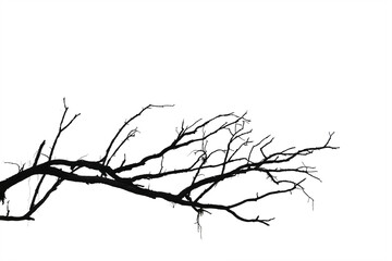 Dead branches , Silhouette dead tree or dry tree on white background with clipping path.