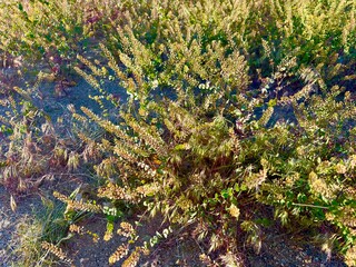 Lush blooming tree glistens with morning dew in soft sunrise light, vibrant flowers and fresh green leaves create a serene, natural scene.