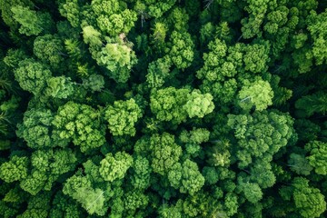 Dense forest with abundant trees visible from above in aerial shot, showcasing green canopy and extensive foliage