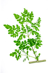 Naklejka premium Moringa oleifera. Moringa leaves surrounded on white background