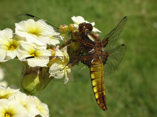 The broad-bodied chaser (Libellula depressa), female resting on pale yellow-eyed grass flowers