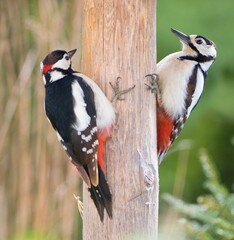Great  spotted woodpecker birds couple. (Dendrocopos major)