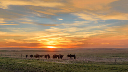 Cows in a pasture at sunset in Saskatchewan © Jolanta