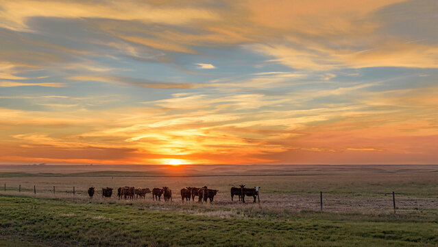 Cows in a pasture at sunset in Saskatchewan