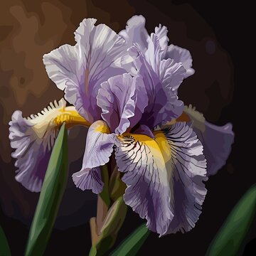 Los Iris Barbudos y sus Colores