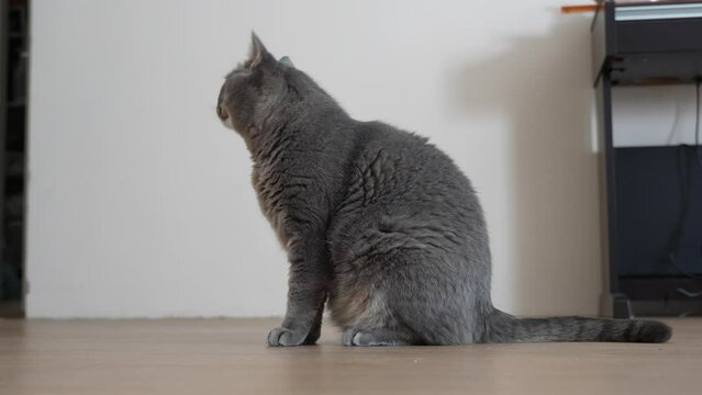 gray domestic cat itches. High quality 4k footage
