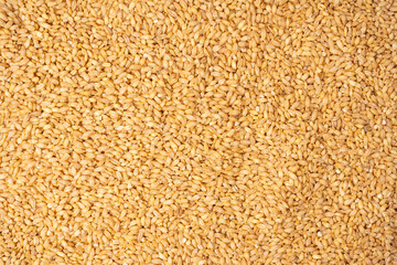 Wheat grain as a background. Top view.
