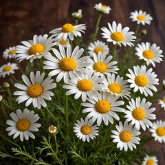 Fototapeta premium chamomile blooming in garden.