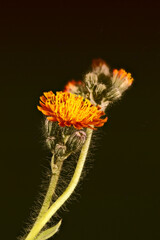 Pilosella Arantiaca. De esas flores que nacen espontáneamente entre las hierbas del jardín o del...