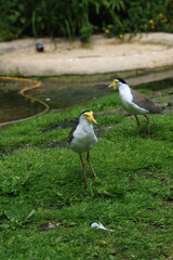 Obraz premium Masked Lapwing wild bird