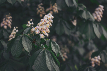 Chestnut branches and flowers with sun rays at sunset. A flowering tree in spring. Close-up.