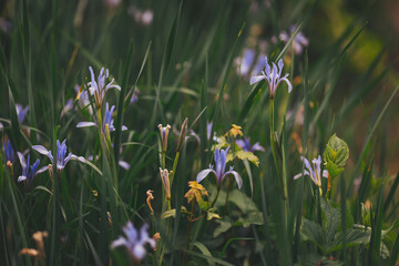 Blue Purple Irises Amongst Grass in a Garden. Beautiful blue iris flowers in the garden background green