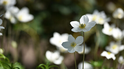 Anemone sylvestris. delicate flowers in the garden, in the flowerbed. floral background. beautiful delicate Anemone sylvestris. white flowers on a natural background. close-up. sunlight. spring season