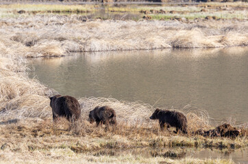 Grizzly Bear Sow and Cubs at a Carcass in Spring in Yellowstone National Park